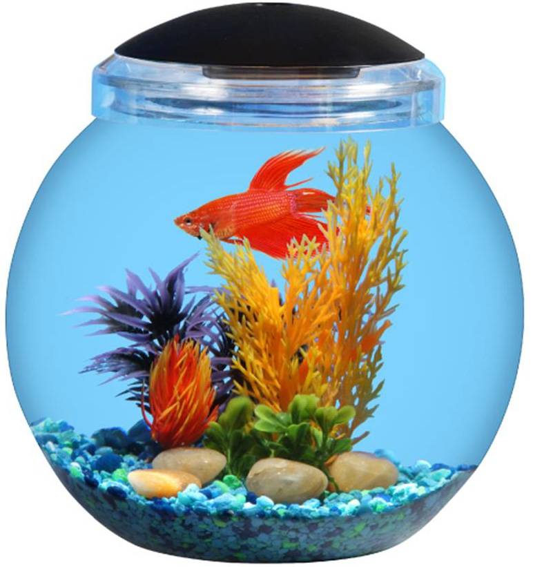 Аквариумные рыбки без фильтра. Аквариум Gold Fish Bowl 17л оранжевый. Круглый аквариум. Круглый аквариум с рыбками. Золотая рыбка в круглом аквариуме.